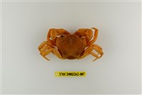 藏品(拉氏清溪蟹)的圖片